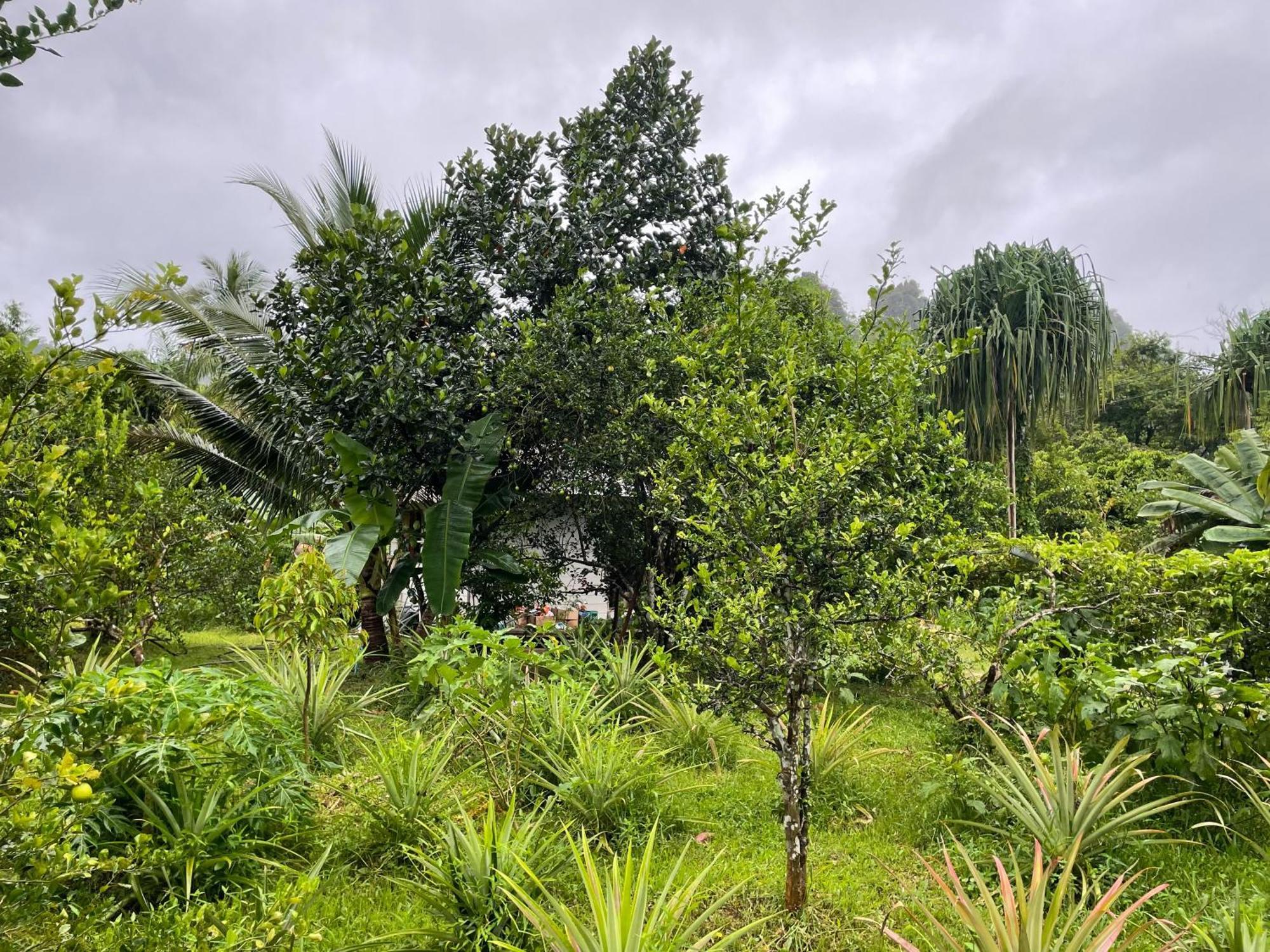 Khaosok Farmstay Khao Sok National Park Buitenkant foto